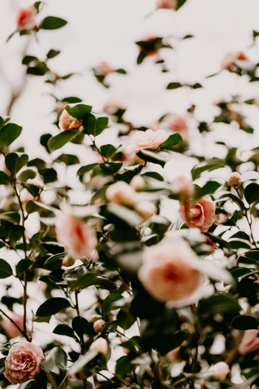 small pink flowers grow up on a tree