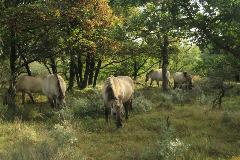 horses grazing in the grass surrounded by trees