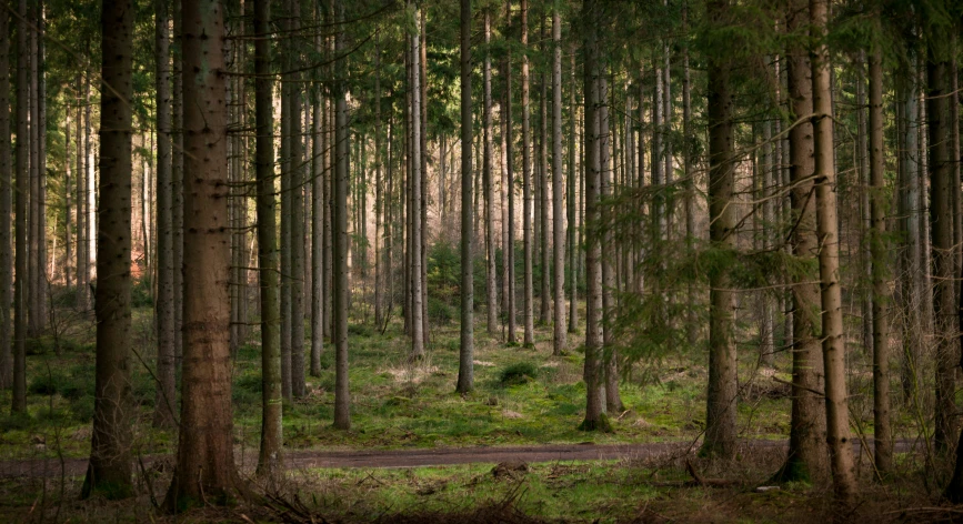 trees, grass and a dirt path surrounded by woods