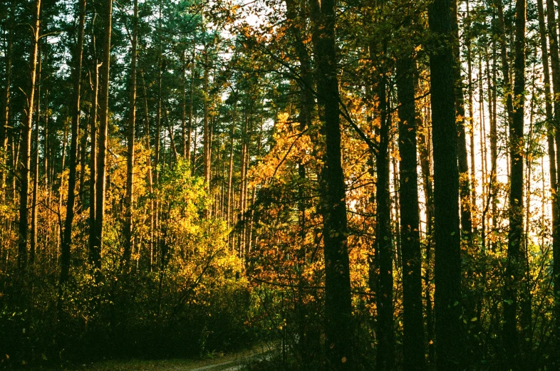 a road through a forest in the sun