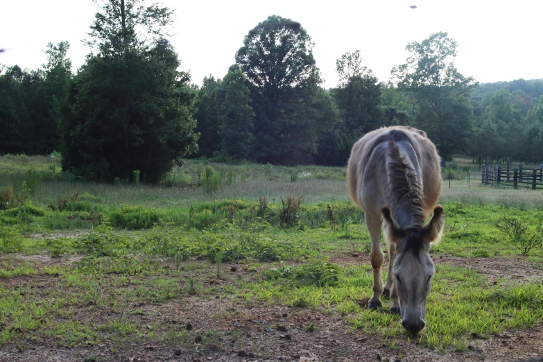 a horse eating grass on the side of the road