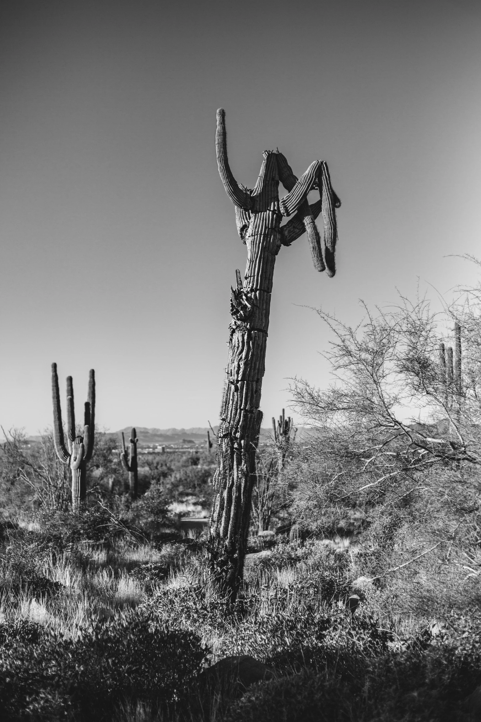a tall cactus tree sitting in the middle of a desert
