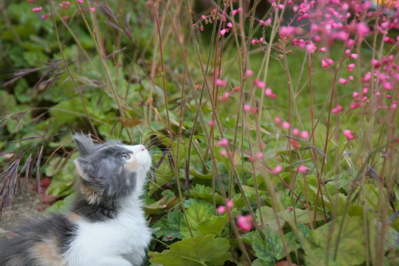 a cat looks up into the sky in a field of flowers