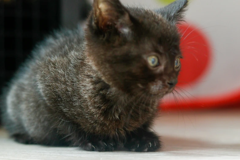 an black kitten sitting on the floor looking at soing