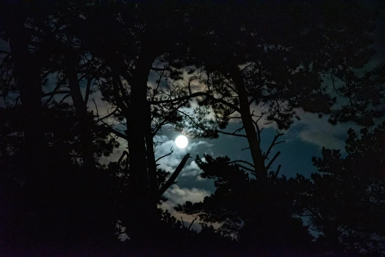 trees with the moon in the background with snow