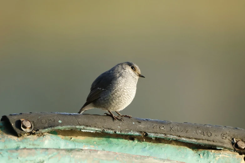 there is a bird sitting on a pipe