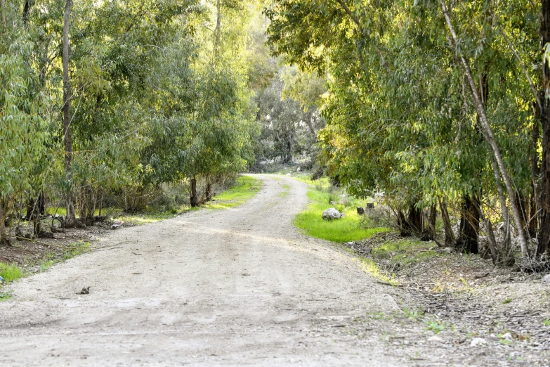 a forest with trees and dirt road leading to a small building