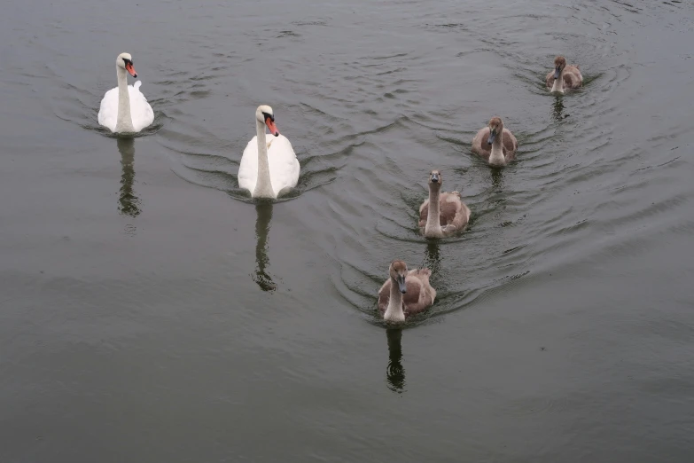 four geese swimming in the water near a large body of water