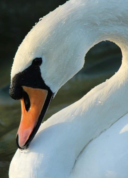 a white swan is looking into the water