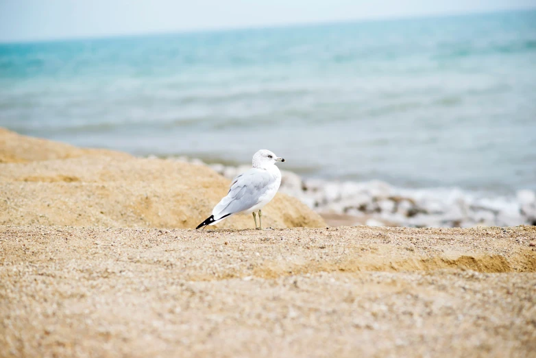 a seagull sits on the beach and looks out over the water