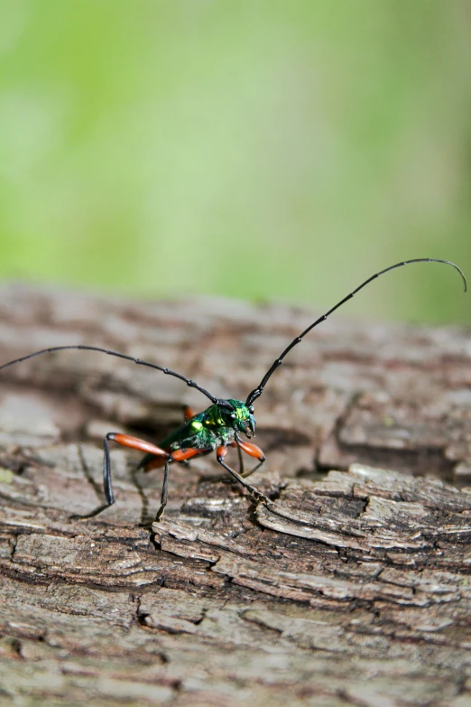 a green bug standing on a tree trunk