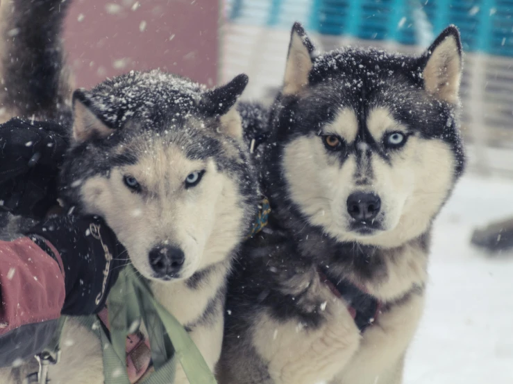 two husky dogs standing next to each other in the snow