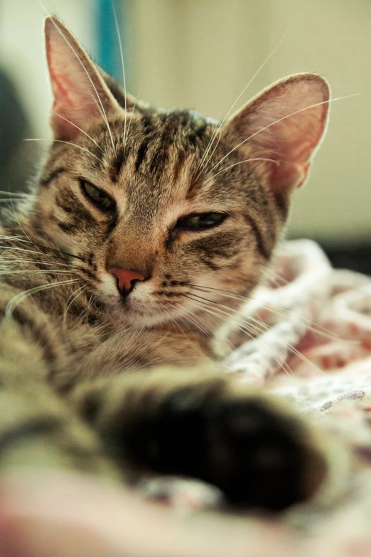 a close up of a cat with its face laying down