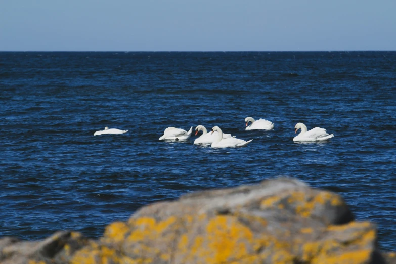 a group of white ducks swimming in the water