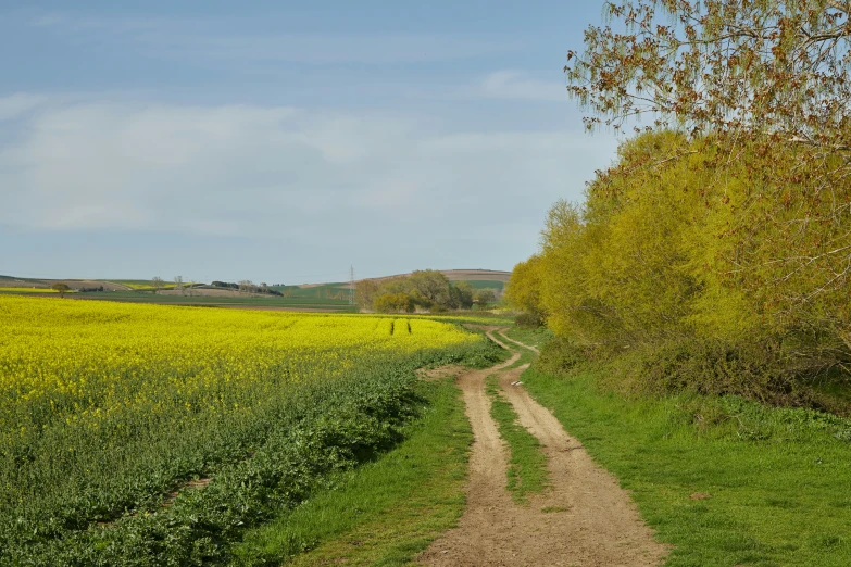 a dirt road leading towards some grass and trees