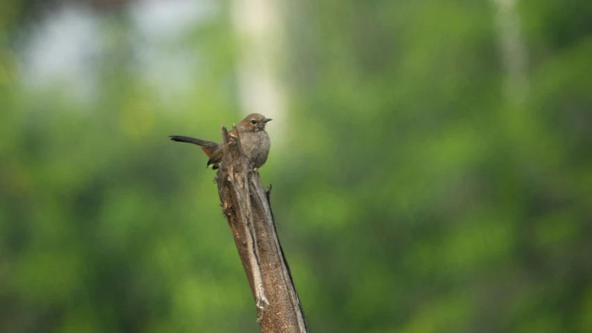 a brown bird sitting on a wooden stick