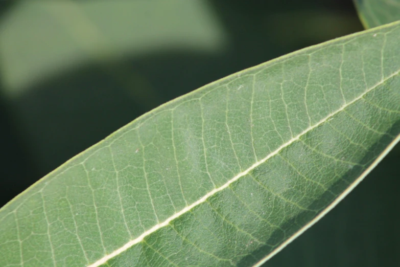 green leaf with black dots and long thin white lines