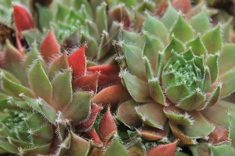 a close up of some plants with small red centers
