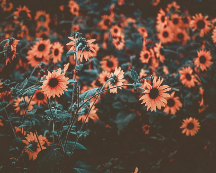 a large bunch of yellow flowers in a field