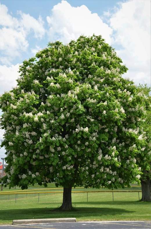 a large tree near the road, full of flowers