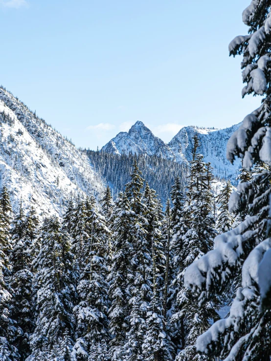 snowy mountains covered in forest under a blue sky