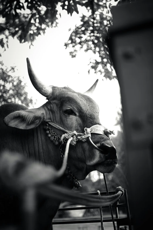 a black and white po of an animal with very large horns