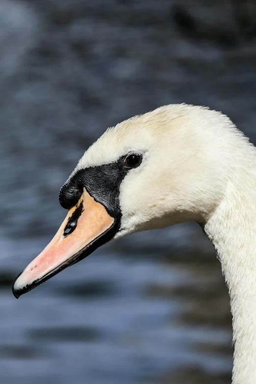 the white swan has long orange beak and black head