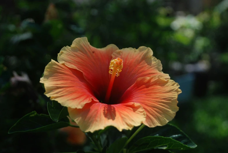 the red and yellow flower is just starting to bloom