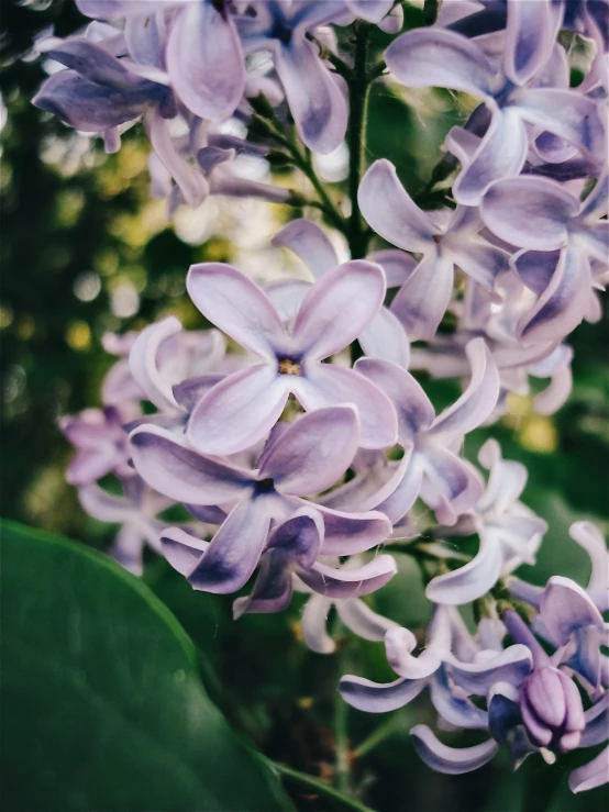 a small bunch of flowers with leaves around them