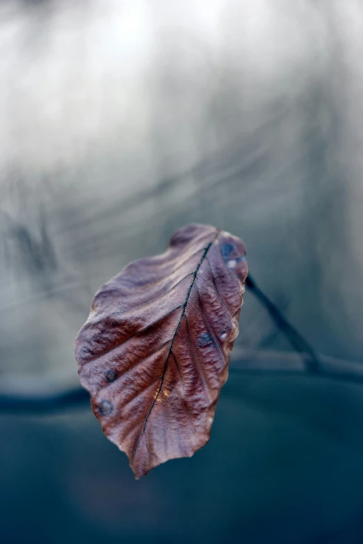 a lone leaf that is lying on the ground