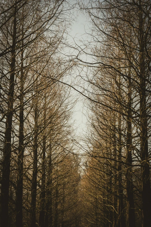 an open field with trees on both sides of it