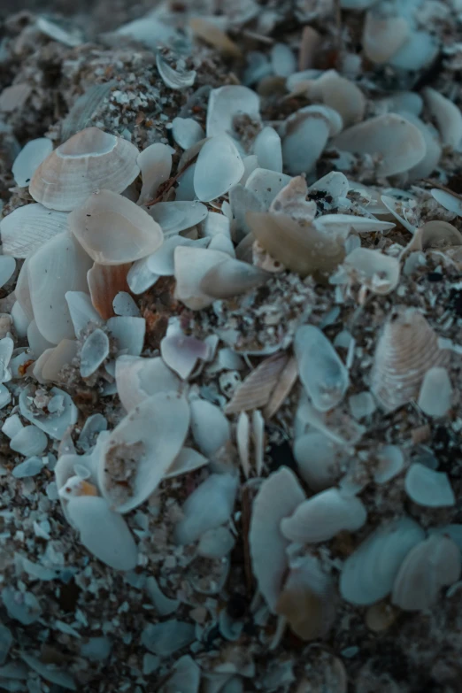 a cluster of seashells in the sand