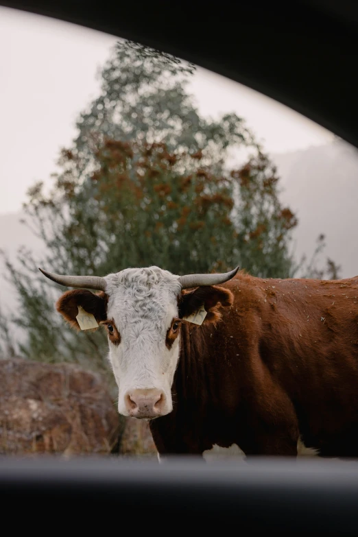 an image of a bull looking out of a car window