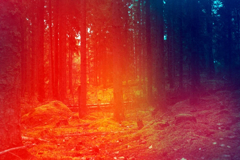 the image of a forest with red and yellow lights