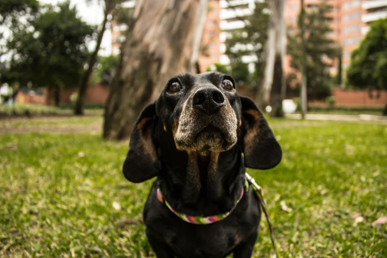 a dog is sitting in the grass looking up at soing