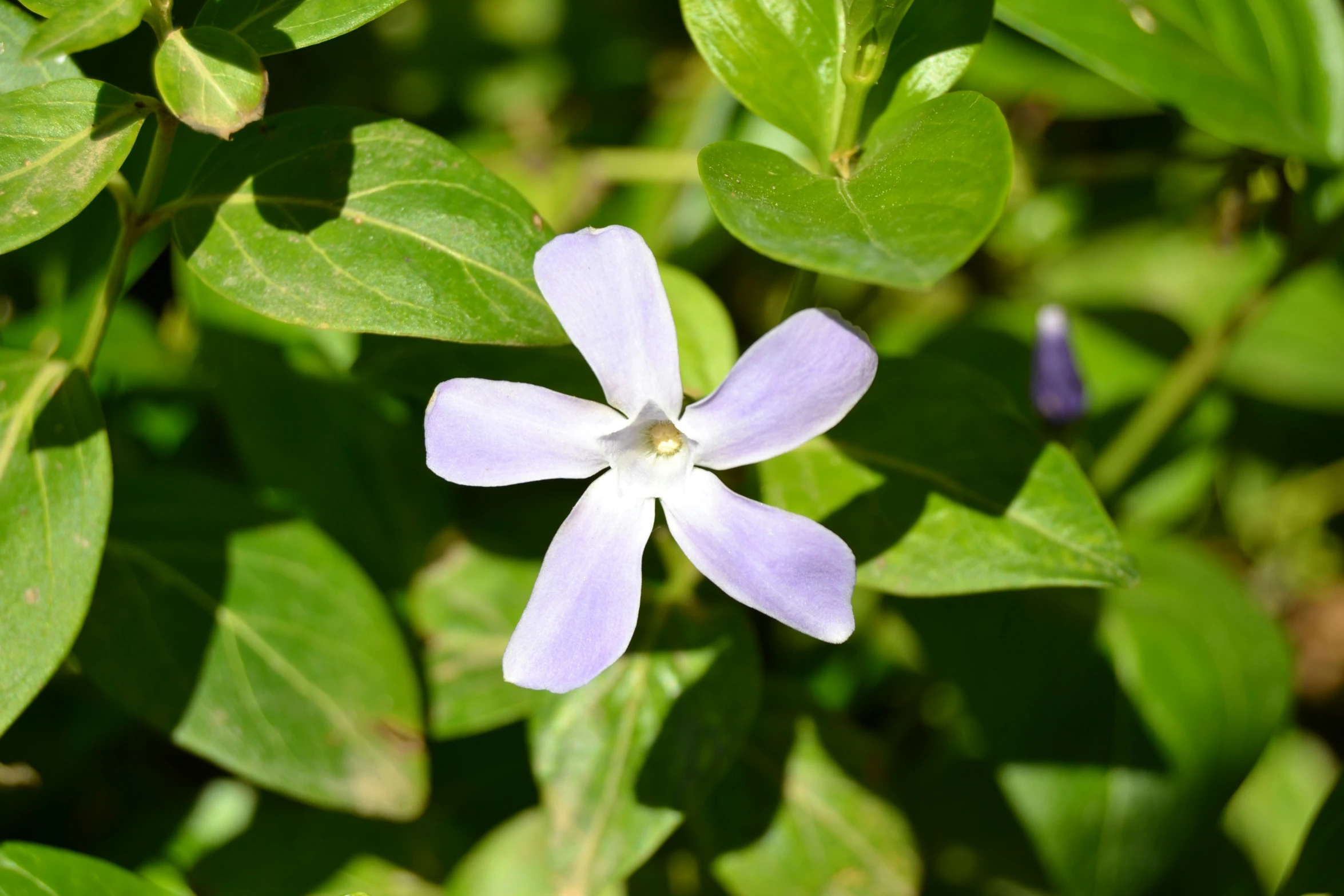 a small flower sitting on top of a green bush