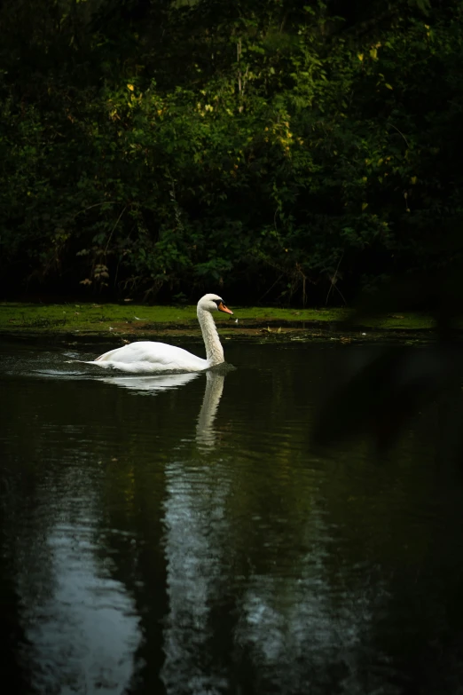 a swan swimming in the water next to trees