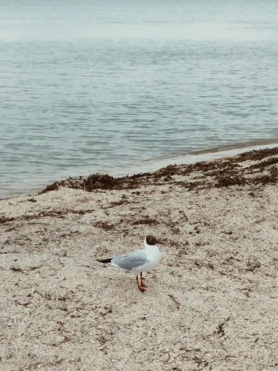 a seagull is standing on the sand near the water