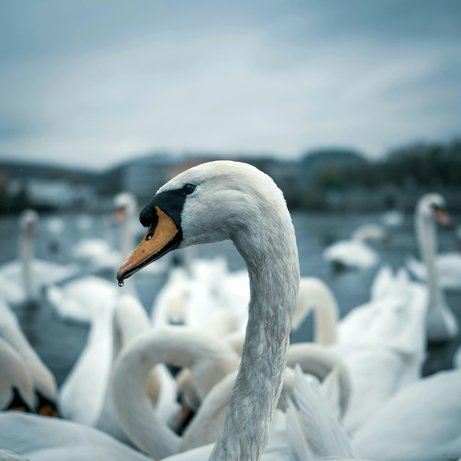 a flock of ducks floating on top of a lake