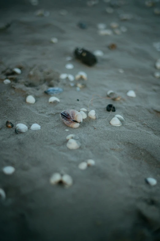 small shells on the beach looking for food