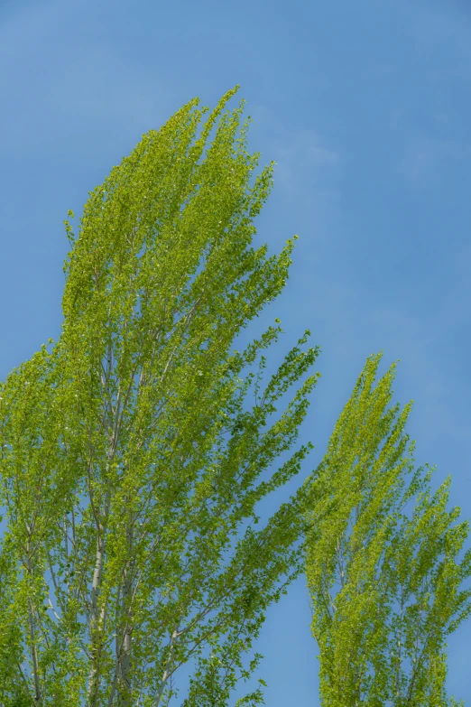 green tree leaves against a blue sky with some thin clouds