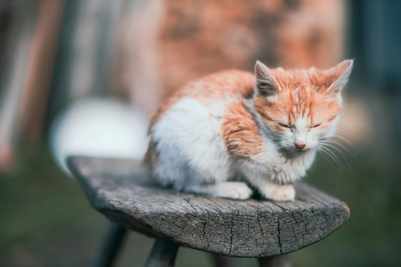 a cat that is laying on top of a table