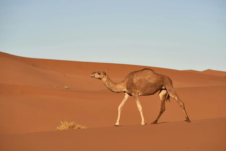 a camel walks on a large sand dune