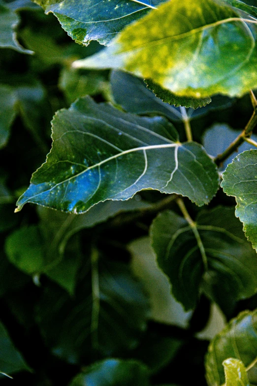 leaves growing on top of them with green and blue spots