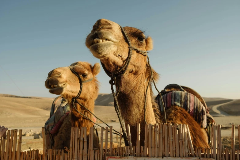 two camels are sitting together on the sand