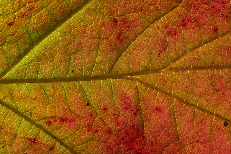 the underside of a leaf's green and yellow colored frieve