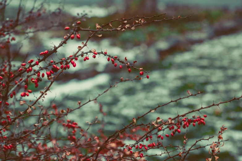 a tree that has red berries in it