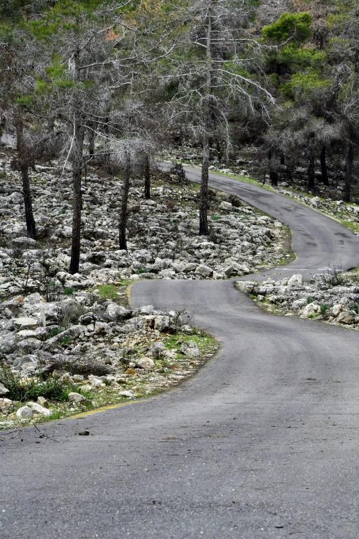 a single animal walks through a rocky path