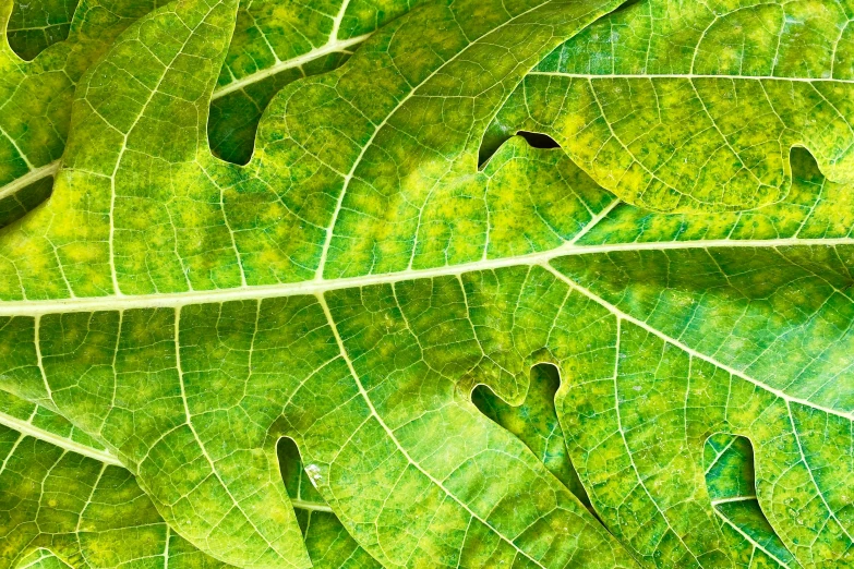 close up view of the structure and patterns of a large leaf