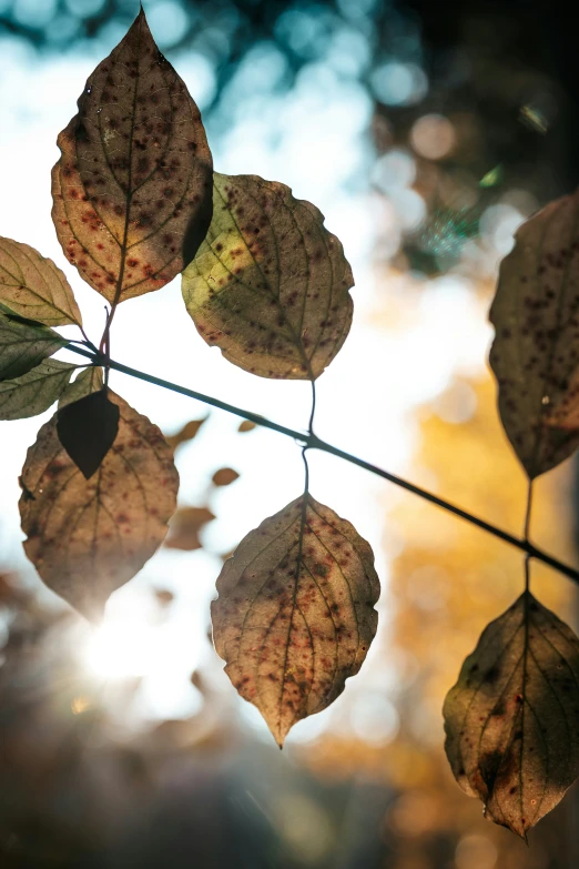 dry leaves hanging from the top of a tree nch